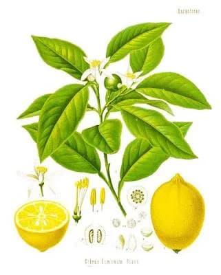 L'acide citrique : fiche pratique, astuces et recettes