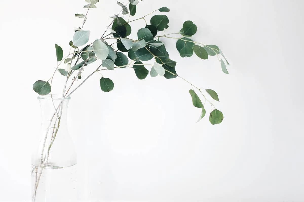 Mites alimentaires : la solution naturelle aux plantes et aux huiles essentielles
