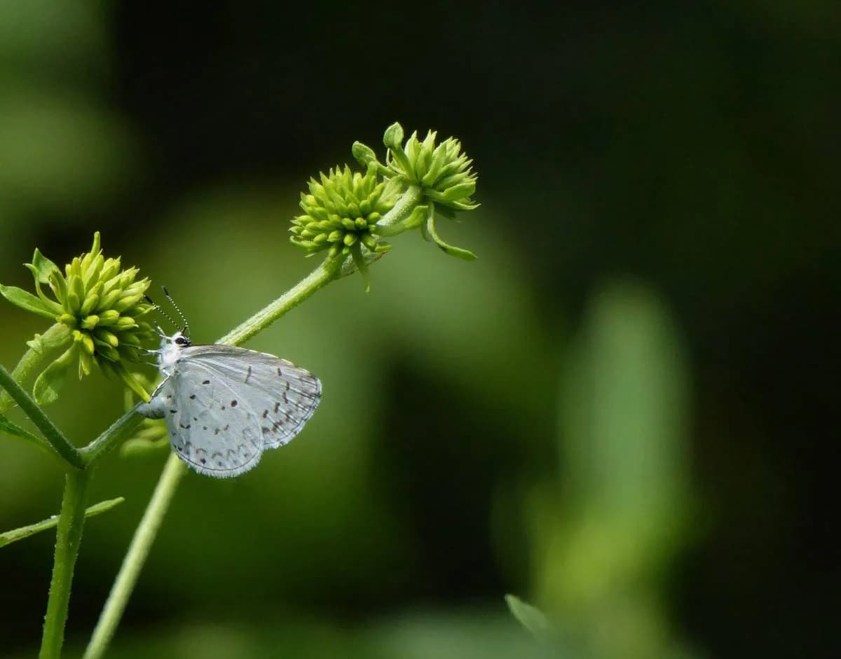 Purin d'ortie et astuces pour un jardin au naturel