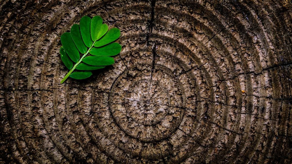 Parquet ciré, huilé, vitrifié ou stratifié : comment l'entretenir au naturel